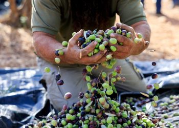 Maslinarska revolucija u Hercegovini: Ljubuški predvodi sa 39 zlatnih plaketa
