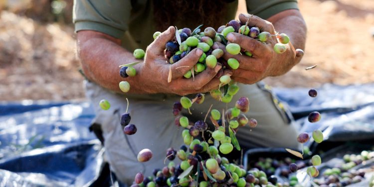 Maslinarska revolucija u Hercegovini: Ljubuški predvodi sa 39 zlatnih plaketa