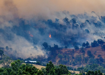 Šumski požari u Australiji progutali gotovo 900.000 hektara zemlje