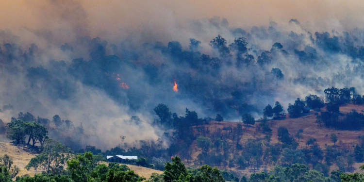 Šumski požari u Australiji progutali gotovo 900.000 hektara zemlje