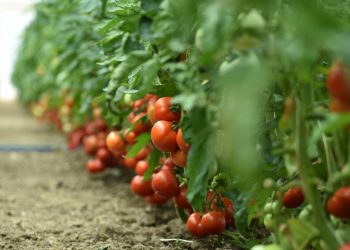 Kilogram košta pravo bogatstvo: U malom bosanskohercegovačkom selu uzgaja se najskuplja paprika na svijetu
