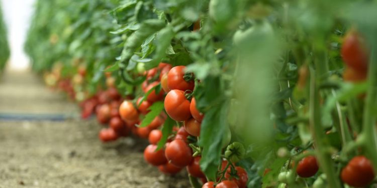 Kilogram košta pravo bogatstvo: U malom bosanskohercegovačkom selu uzgaja se najskuplja paprika na svijetu